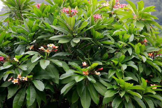 Plumeria Frangipani, Pflanze und Blüten