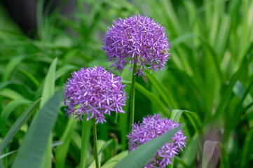 Allium hollandicum flowering springtime plant, group of purple persian ornamental onion flowers in bloom