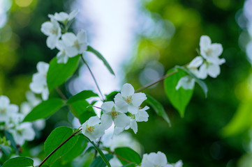 Philadelphus coronarius sweet mock-orange white flowers in bloom on shrub branches, flowering English dogwood ornamental plant