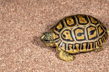 Baby African Leopard Tortoise on Sand 