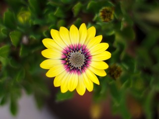sunflower in the garden