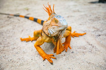 A large orange iguana living in Costa Rica. Soft focus,  blur, selective focus. 
