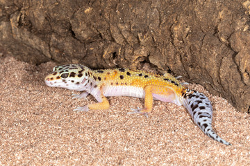 Leopard Gecko on Sand and wood