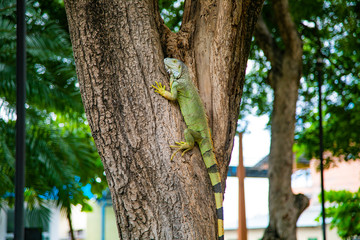 A large iguana living in a Philadelphia park in Costa Rica.