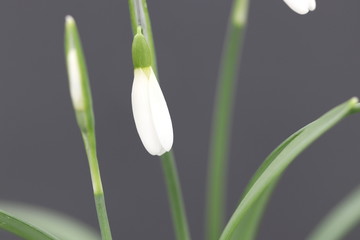 Hintergrund Fr&uuml;hling - Nahaufnahme einer Bl&uuml;te von einem Schneegl&ouml;ckchen auf grauem Grund mit Textfreiraum
