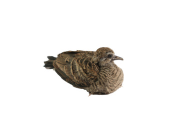 Dove cub and white background