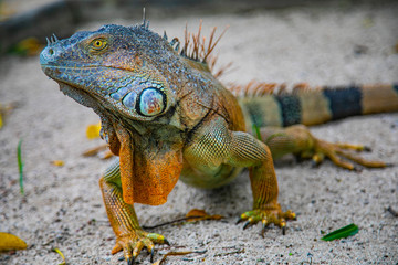 A large orange iguana living in Costa Rica. Soft focus,  blur, selective focus. 