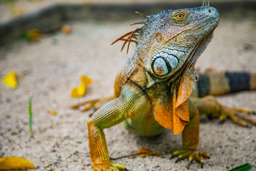 A large orange iguana living in Costa Rica. Soft focus,  blur, selective focus. 