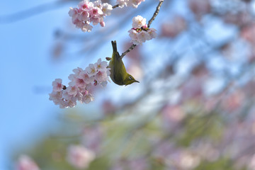 満開の大寒桜と緑色の美しい小鳥（メジロ）023