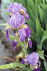 The iris flower. Beautiful purple flower in bloom on a crisp spring morning