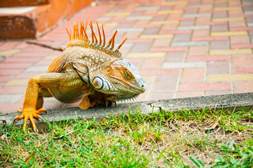 A large orange iguana living in Costa Rica. Soft focus,  blur, selective focus. 