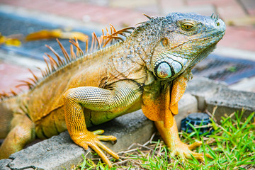 A large orange iguana living in Costa Rica. Soft focus,  blur, selective focus. 