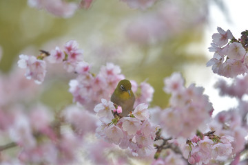 満開の大寒桜と緑色の美しい小鳥（メジロ）026