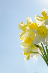 Obraz premium Bright vivid yellow daffodils flowers blooming on sunlit against sky