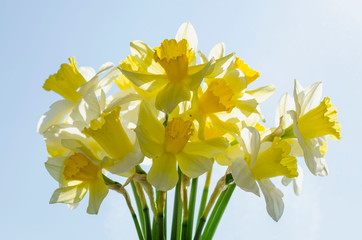 Obraz premium Bright vivid yellow daffodils flowers blooming on sunlit against sky