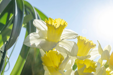 Obraz premium Bright vivid yellow daffodils flowers blooming on sunlit against sky
