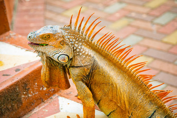A large orange iguana living in Costa Rica. Soft focus,  blur, selective focus. 