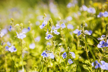 Spring flowers on the field