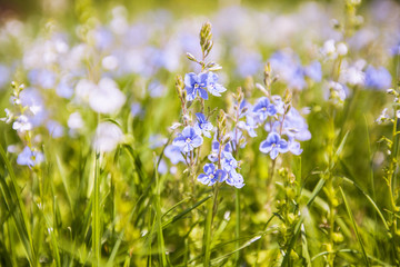Spring flowers on the field