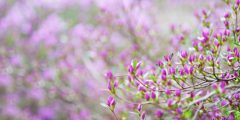 Obraz premium Pink flowers of Rhododendron mucronulatum. Idyllic pattern with beautiful blooming Korean rhododendron for website background or greeting card. Copy space. Banner