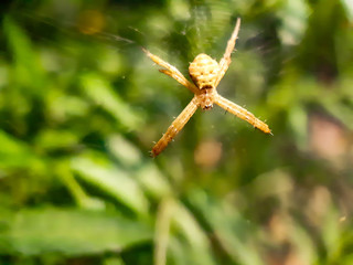 In the garden there is a white spider sitting on a spider web on a green tree.
