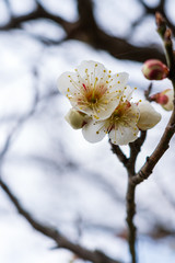 white plum tree in spring