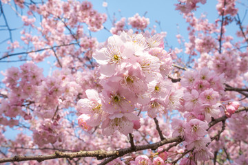 粉红色的樱花在春季盛开