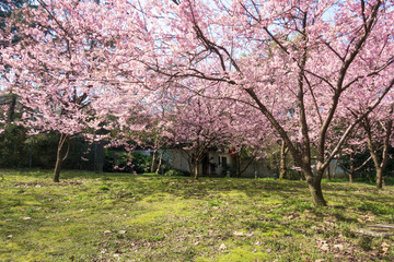 粉红色的樱花在春季盛开
