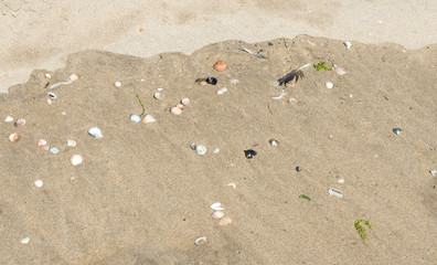 Shells and feathers on the sand