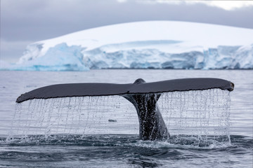Humpback whale iceberg