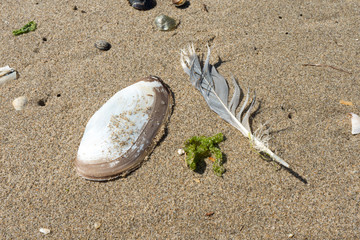 Fototapeta na wymiar Shells and feathers on the sand