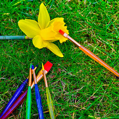 Yellow jonquil lying in the grass. Colorful  brushes symbolize the strong colors of nature.