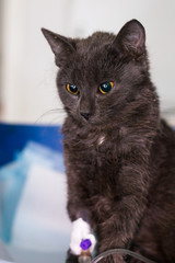 kitten with panleukopenia and nausea at the veterinary clinic