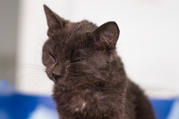 kitten with panleukopenia and nausea at the veterinary clinic