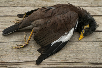 common starling. dead wild bird. corpse of a wild bird. yellow beak and yellow paws. texture of...