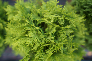 Cultivation thuja on an industrial scale. Coniferous branch for the Christmas holidays