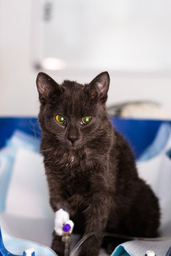 kitten with panleukopenia and nausea at the veterinary clinic