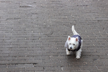 White dog on a leash in winter clothes running on the sidewalk.