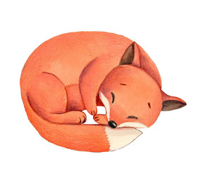 Watercolor hand drawn illustration of cartoon sleeping fox.