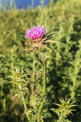 Lila Distelbl&uuml;te