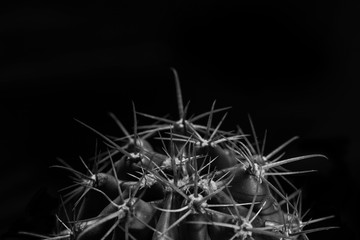 Closeup ferocactus cactus black and white, abstract natural background and textures.