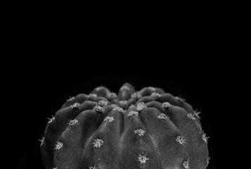 Closeup echinopsis cactus black and white, abstract natural background and textures.