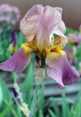 The iris flower. Beautiful purple flower in bloom on a crisp spring morning