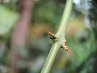 Lemon plant green thorn photo with blurred background