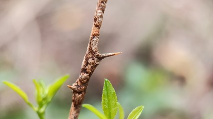 Lemon plant brown thorn photo with blurred background