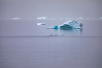 Orca Antarctic