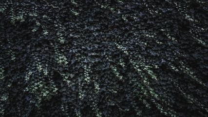 Tropical leaves texture,Abstract nature leaf green texture background.vintage dark tone,picture can used wallpaper desktop.