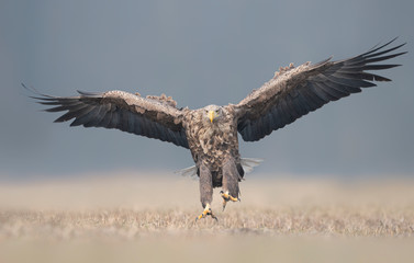 White tailed eagle (Haliaeetus albicilla)