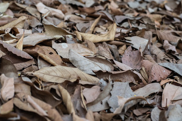 dry leaves pattern in some leaves