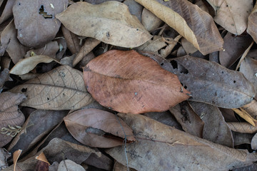 dry leaves pattern in some leaves